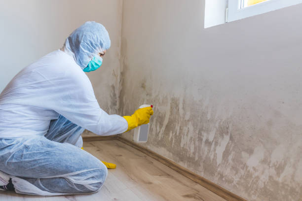 Why You Should Choose Our Mold Remediation Services in North Corbin, KY